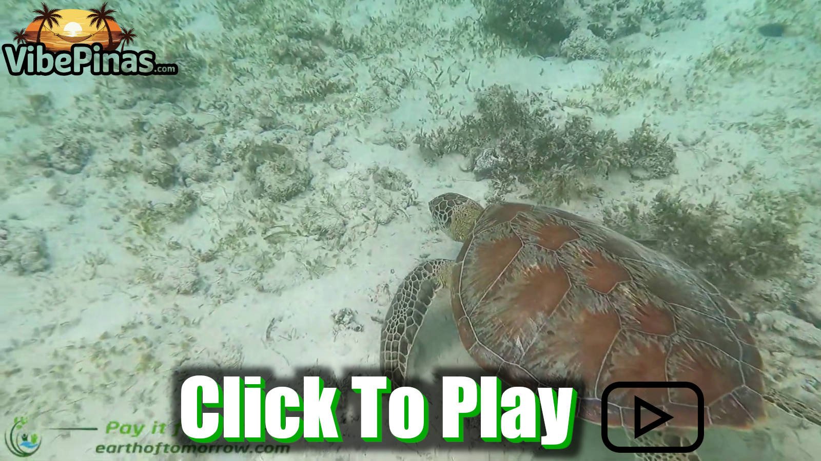 Snorkeling At Panagsama Beach In Moalboal Cebu