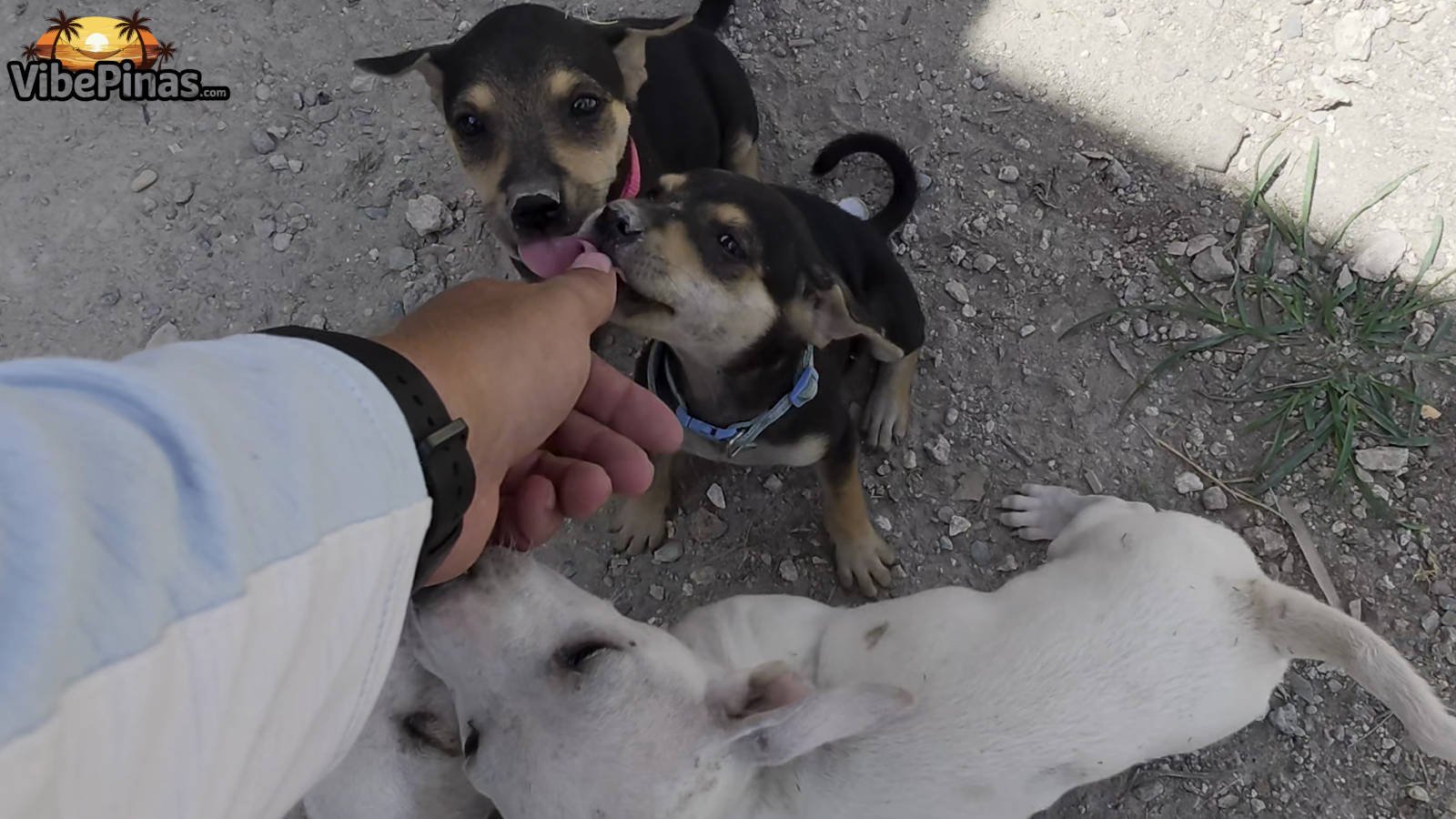 Abandoned puppies in Ronda Cebu are rescued and given a chance at life
