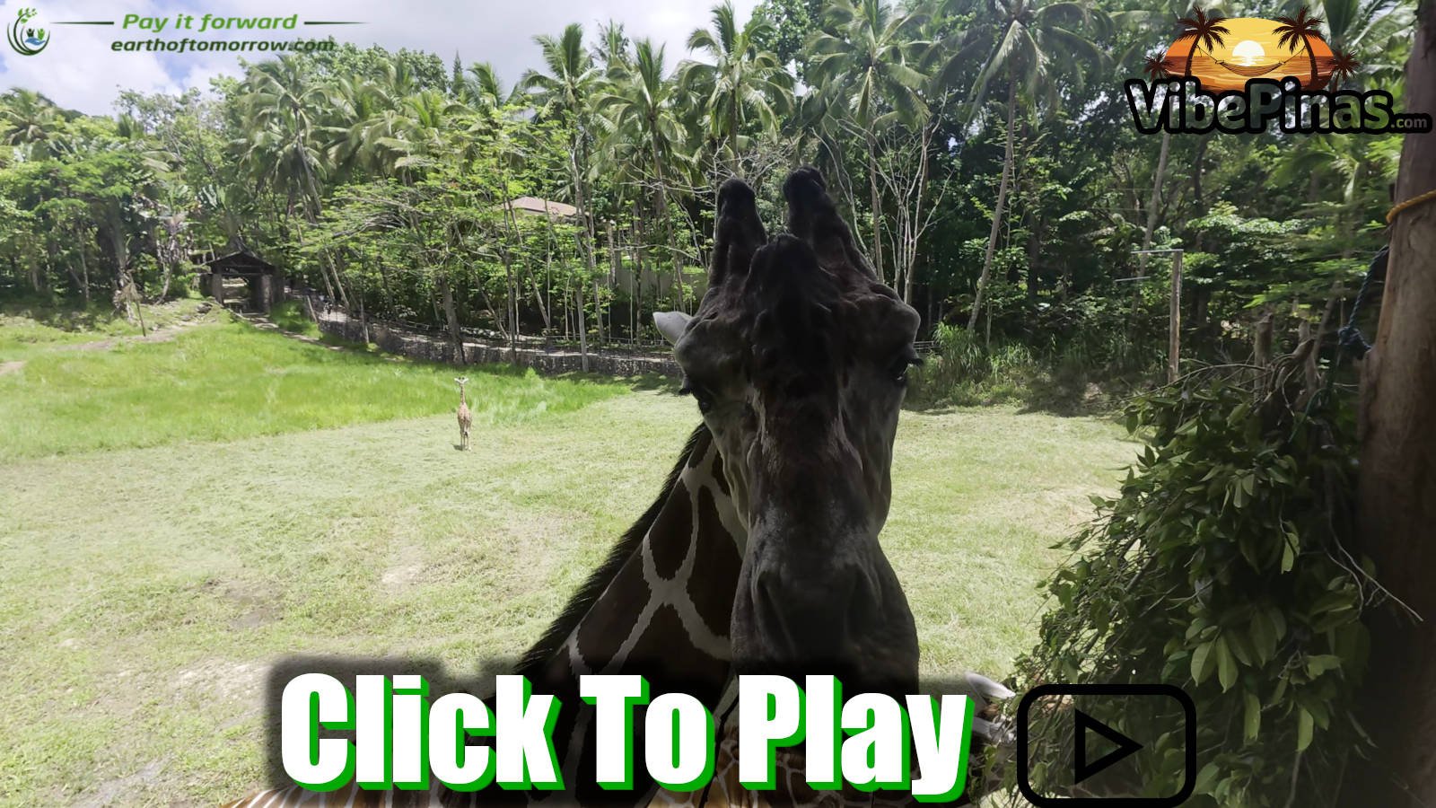 Cebu Safari And Adventure Park With The Extended Dahl Family