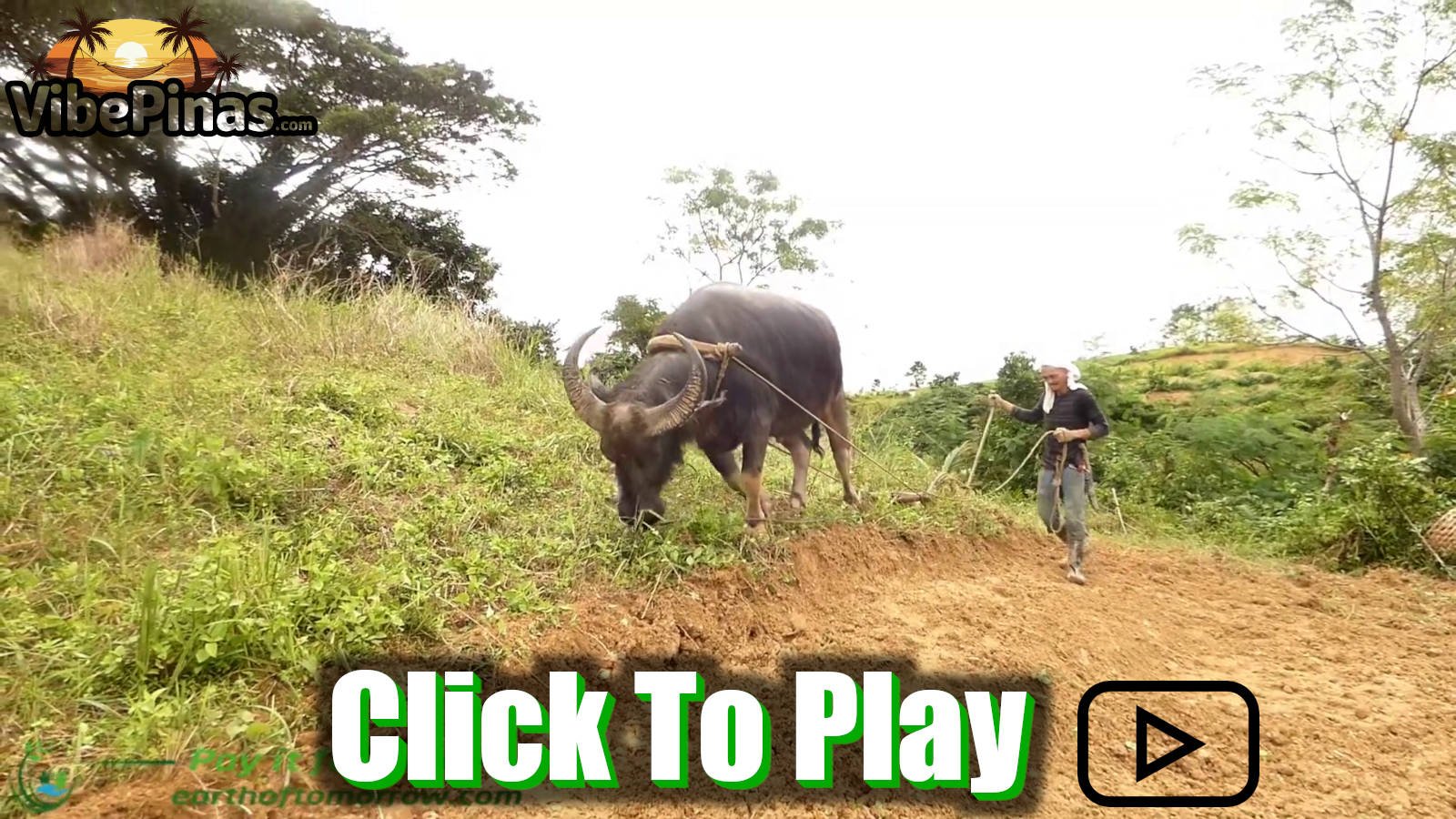 Building a 100K PHP Mountain Cabin In Cebu As a Norwegian Man Part 2 Flattening The Land